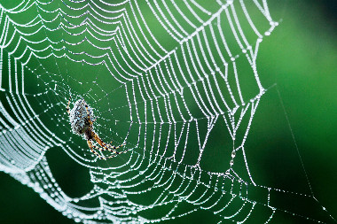 Naturfotografie - Tiere